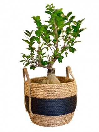 Hasır Altyapıda Antik Bonsai Ağacı - 40 cm