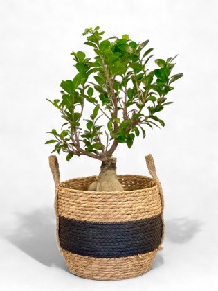 Hasır Altyapıda Antik Bonsai Ağacı - 40 cm